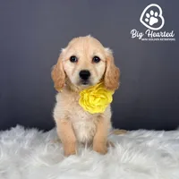 Marvel, a female Miniature Golden Retriever for sale in Utah, UT – 3 of 3