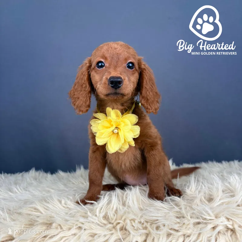 Sunny – Miniature Golden Retriever puppy for sale in Utah, UT