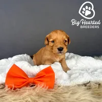 Tiger, a male Miniature Golden Retriever for sale in Utah, UT – 1 of 2