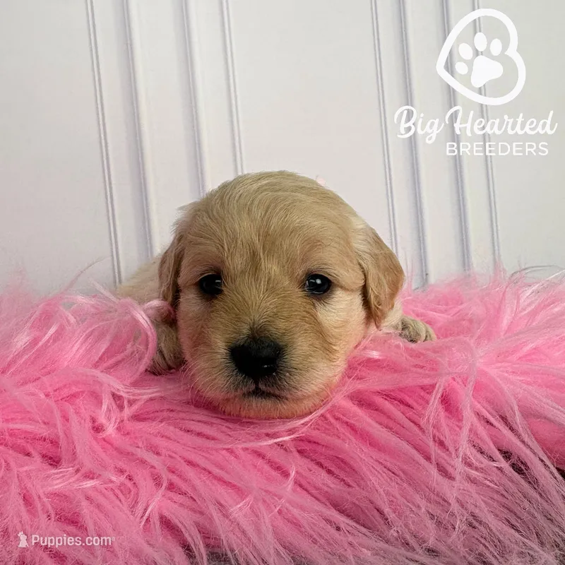 Natasha – Miniature Golden Retriever puppy for sale in Utah, UT