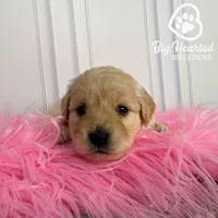 Natasha, a female Miniature Golden Retriever for sale in Utah, UT – 1 of 5