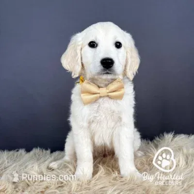 Luigi – Miniature Golden Retriever puppy for sale in Utah, UT