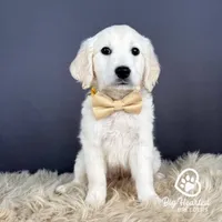 Luigi, a male Miniature Golden Retriever for sale in Utah, UT – 1 of 1