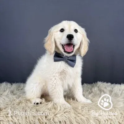 Lenny – Miniature Golden Retriever puppy for sale in Utah, UT