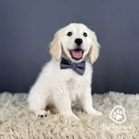 Lenny, a male Miniature Golden Retriever for sale in Utah, UT – 1 of 1