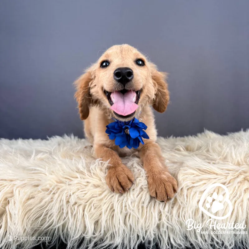 Kiktkat – Miniature Golden Retriever puppy for sale in Utah, UT