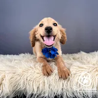 Kiktkat, a female Miniature Golden Retriever for sale in Utah, UT – 1 of 1