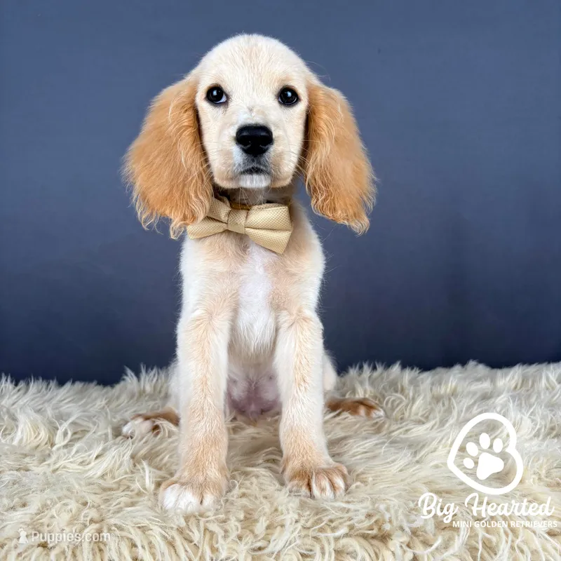 John – Miniature Golden Retriever puppy for sale in Utah, UT