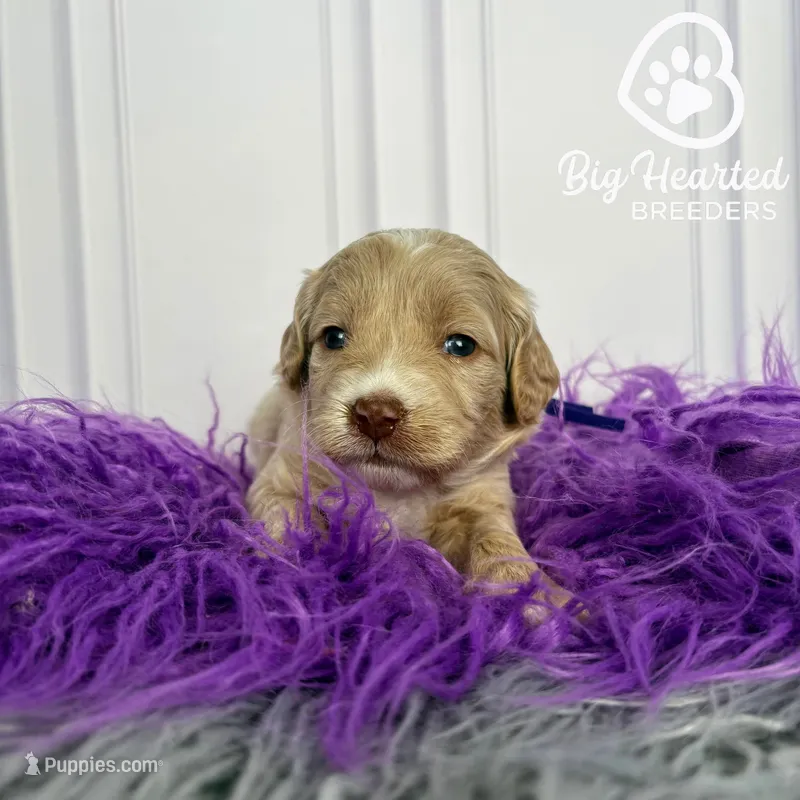 Rogue – Miniature Golden Retriever puppy for sale in Utah, UT