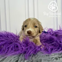 Rogue, a female Miniature Golden Retriever for sale in Utah, UT – 1 of 5