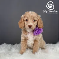Rogue, a female Miniature Golden Retriever for sale in Utah, UT – 4 of 5