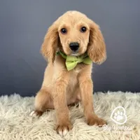 Peter, a male Miniature Golden Retriever for sale in Utah, UT – 1 of 1