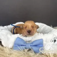 Sparrow, a male Miniature Golden Retriever for sale in Utah, UT – 2 of 2