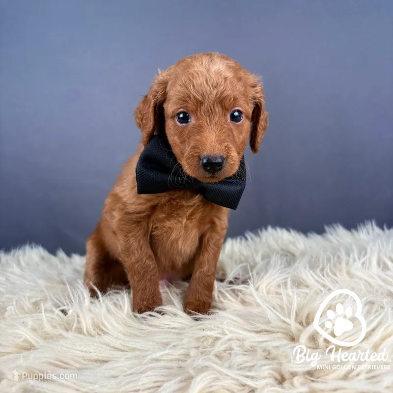 Quest – Miniature Golden Retriever puppy for sale in Utah, UT
