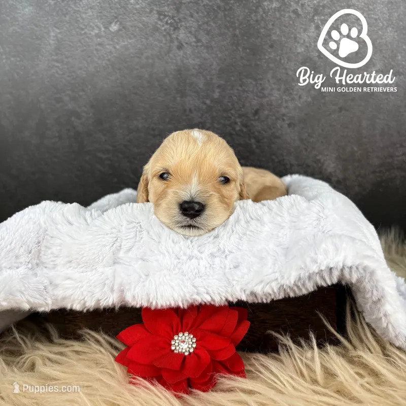 Jessie – Miniature Golden Retriever puppy for sale in Utah, UT