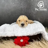 Jessie, a female Miniature Golden Retriever for sale in Utah, UT – 1 of 2