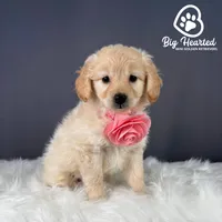 Natasha, a female Miniature Golden Retriever for sale in Utah, UT – 4 of 5