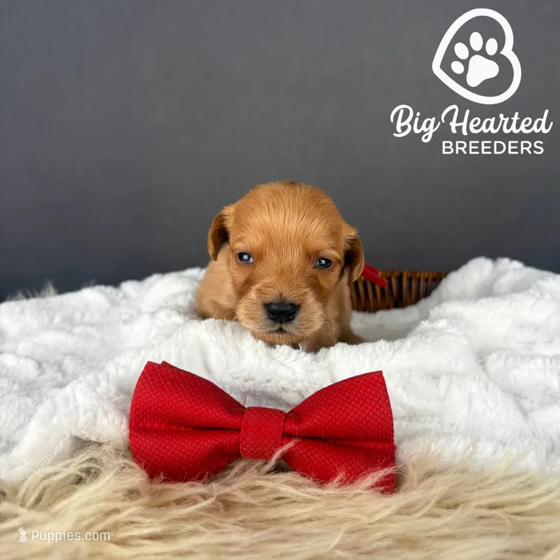 Moose – Miniature Golden Retriever puppy for sale in Utah, UT