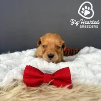 Moose, a male Miniature Golden Retriever for sale in Utah, UT – 1 of 2