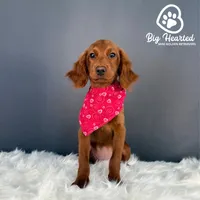 Aura, a female Miniature Golden Retriever for sale in Utah, UT – 4 of 6
