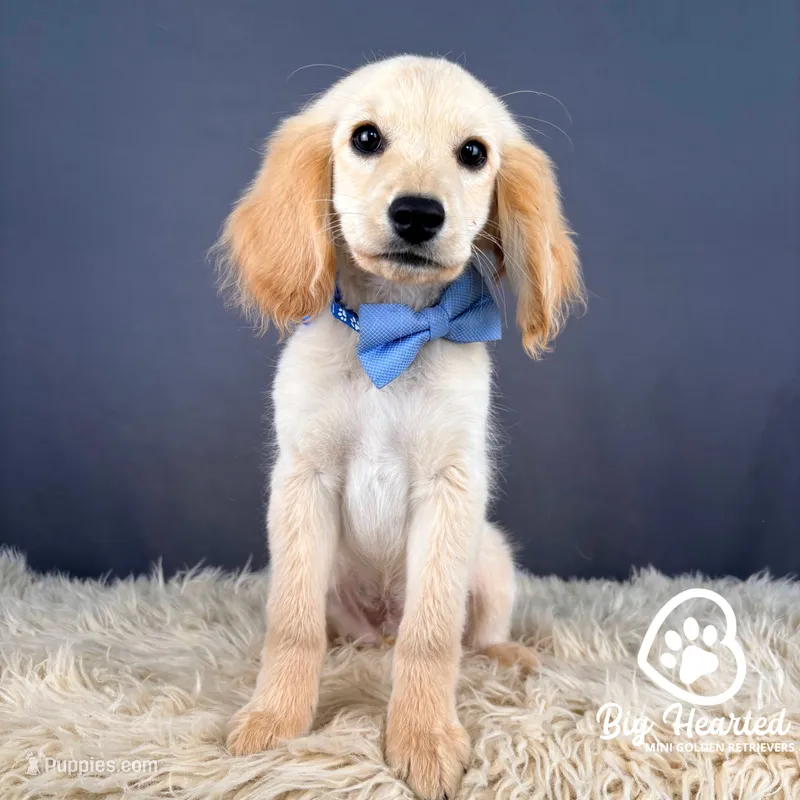 Mr. Smee – Miniature Golden Retriever puppy for sale in Utah, UT