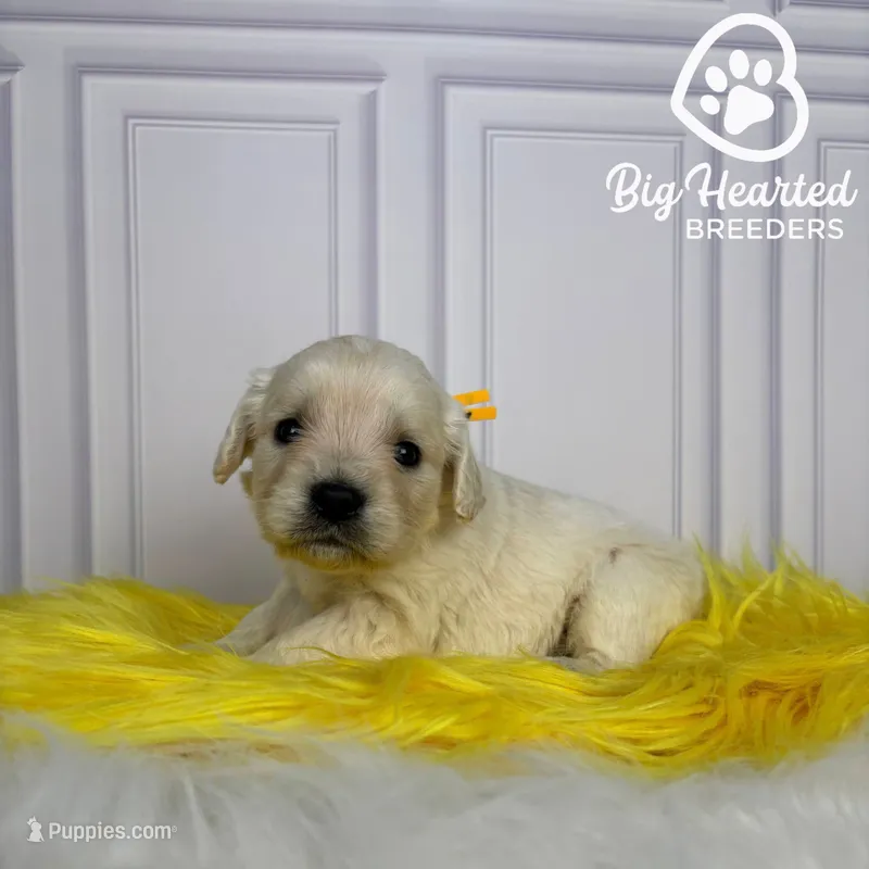 Woody – Miniature Golden Retriever puppy for sale in Utah, UT