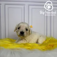 Woody, a male Miniature Golden Retriever for sale in Utah, UT – 1 of 4