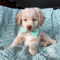 Hulk, a male Miniature Golden Retriever for sale in Utah, UT – 5 of 5