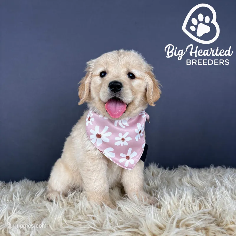 Chai – Miniature Golden Retriever puppy for sale in Utah, UT