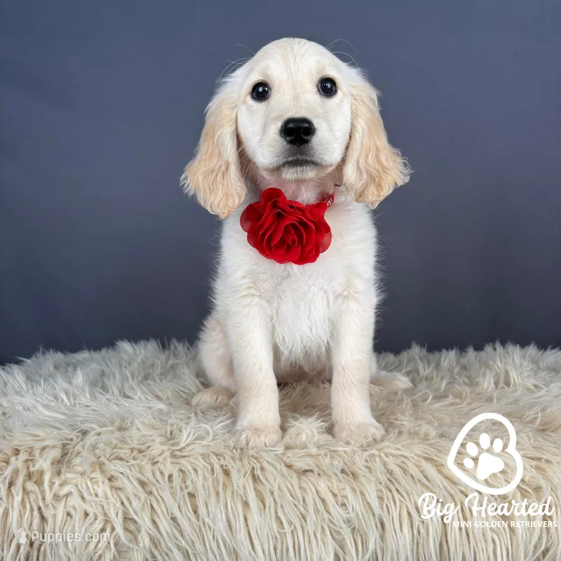 Sadie – Miniature Golden Retriever puppy for sale in Utah, UT