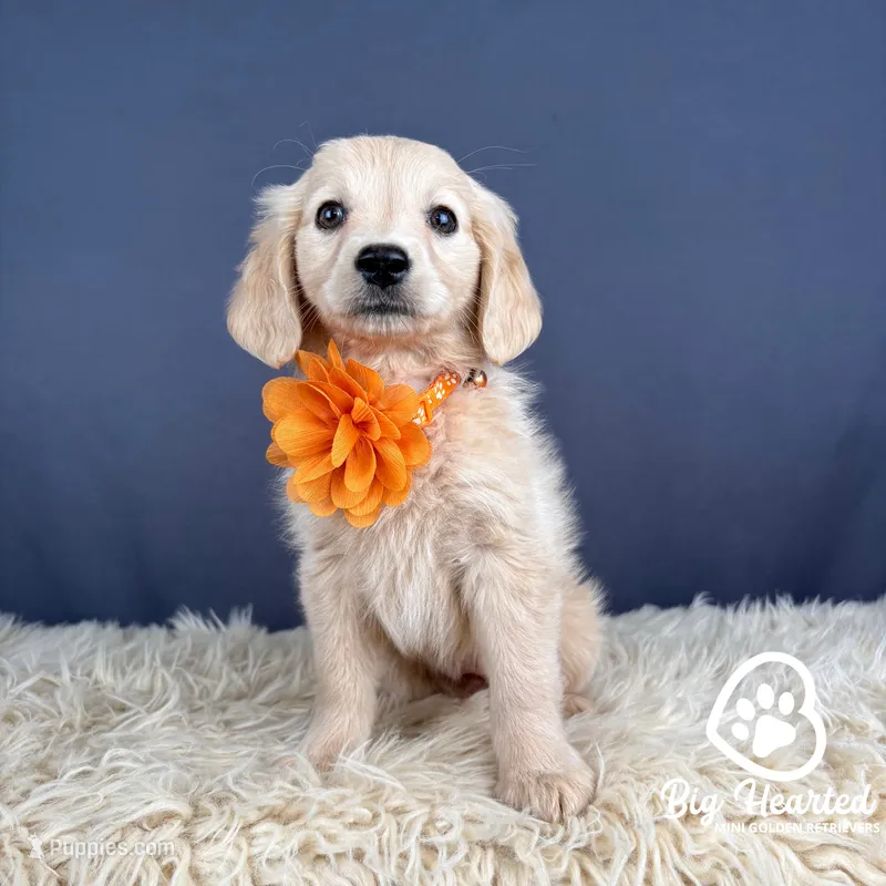 Peach – Miniature Golden Retriever puppy for sale in Utah, UT