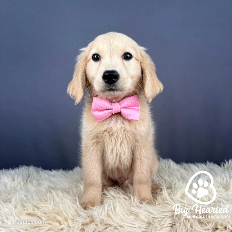 Bowser – Miniature Golden Retriever puppy for sale in Utah, UT