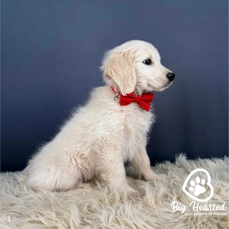 Mario – Miniature Golden Retriever puppy for sale in Utah, UT