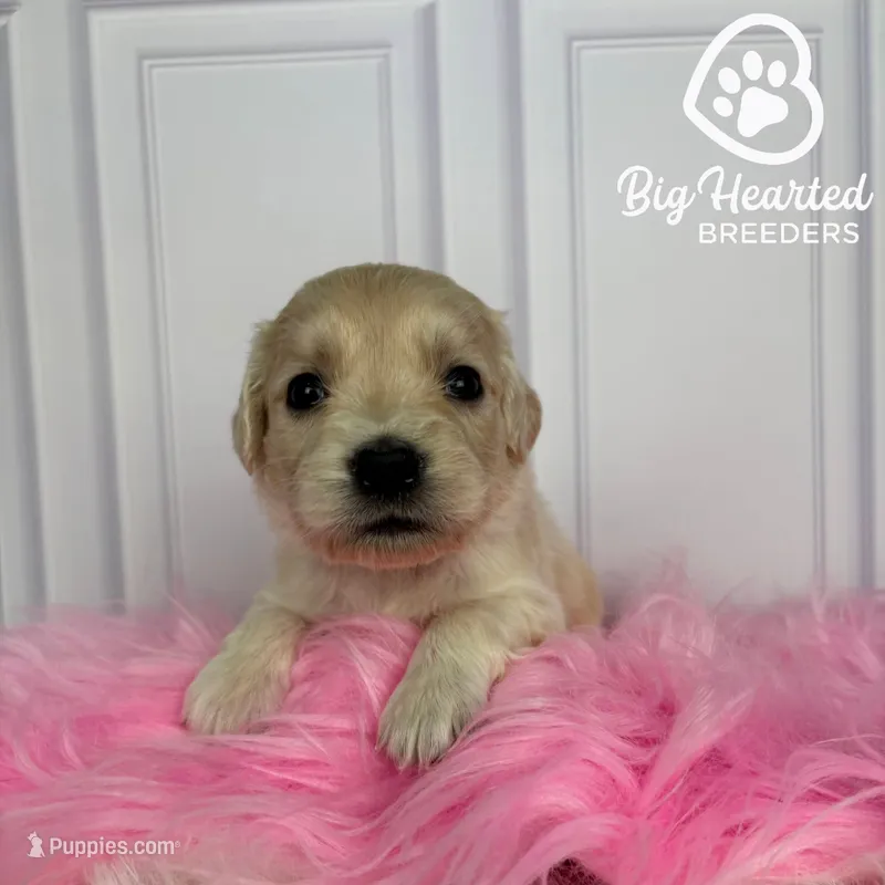 Sarah – Miniature Golden Retriever puppy for sale in Utah, UT