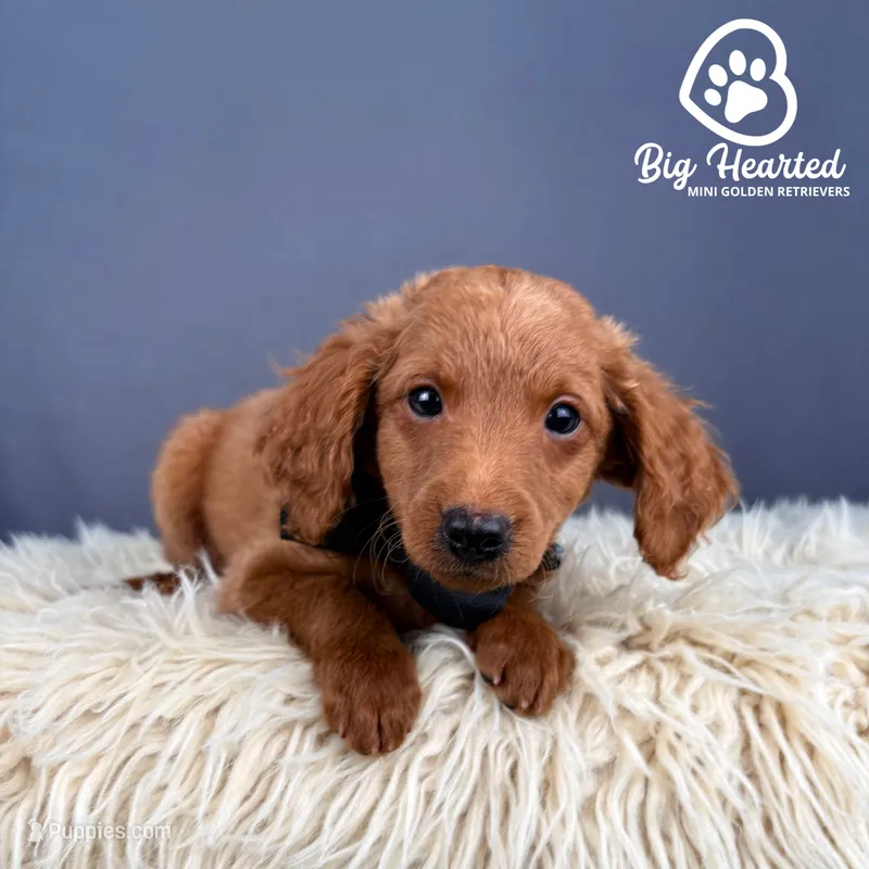 Quest – Miniature Golden Retriever puppy for sale in Utah, UT