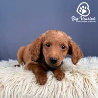 Quest, a male Miniature Golden Retriever for sale in Utah, UT – 2 of 4