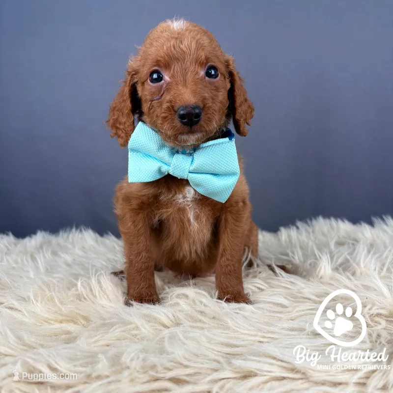 Loot – Miniature Golden Retriever puppy for sale in Utah, UT