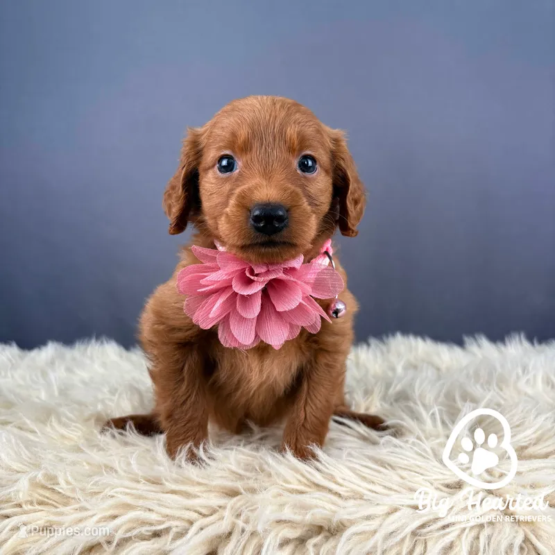 Victory – Miniature Golden Retriever puppy for sale in Utah, UT