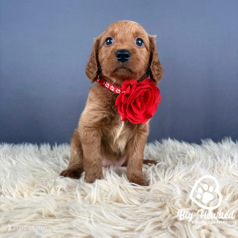 Aura – Miniature Golden Retriever puppy for sale in Utah, UT