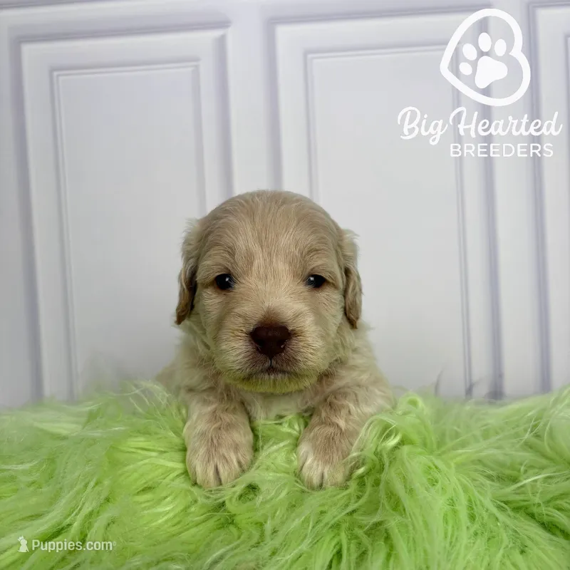 Hulk – Miniature Golden Retriever puppy for sale in Utah, UT