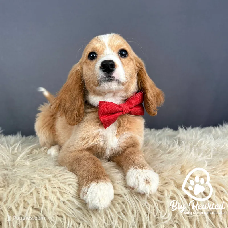 Hook – Miniature Golden Retriever puppy for sale in Utah, UT