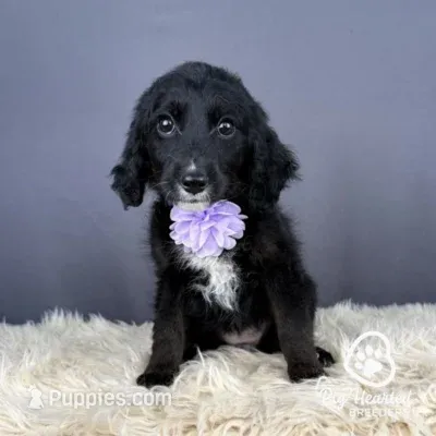 Star – Miniature Golden Retriever puppy for sale in Utah, UT