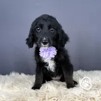Star, a female Miniature Golden Retriever for sale in Utah, UT – 1 of 1