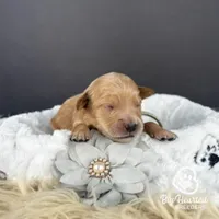 Fawn, a female Miniature Golden Retriever for sale in Utah, UT – 2 of 2
