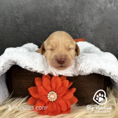 Pepper Potts – Miniature Golden Retriever puppy for sale in Utah, UT