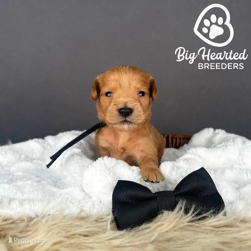 Bear – Miniature Golden Retriever puppy for sale in Utah, UT