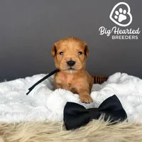 Bear, a male Miniature Golden Retriever for sale in Utah, UT – 1 of 2