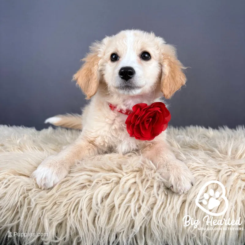Liberty – Miniature Golden Retriever puppy for sale in Utah, UT