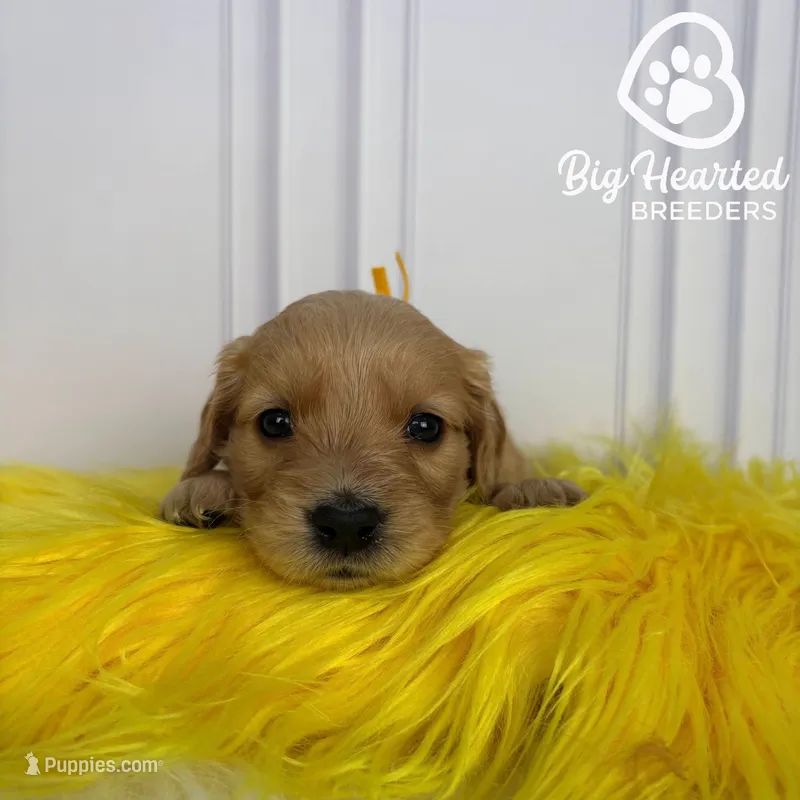 Dani – Miniature Golden Retriever puppy for sale in Utah, UT