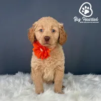 Pepper Potts, a female Miniature Golden Retriever for sale in Utah, UT – 4 of 5
